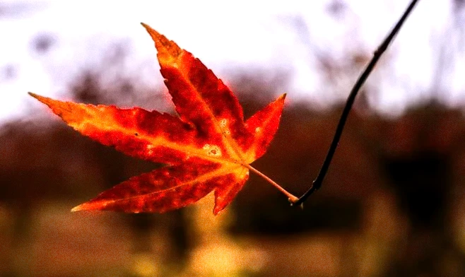 30条坚持追梦励志语录：久久为功，方得始终